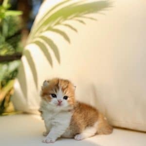 Munchkin Kittens for Sale