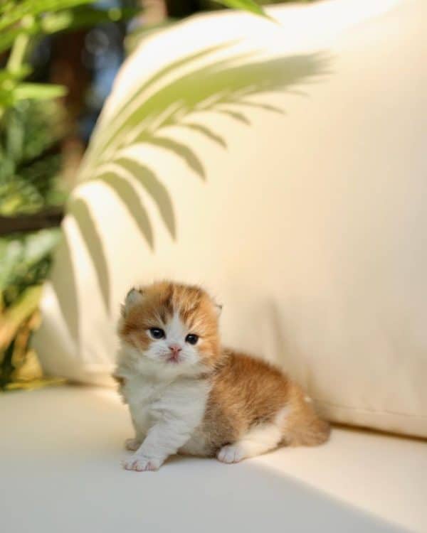 Munchkin Kittens for Sale