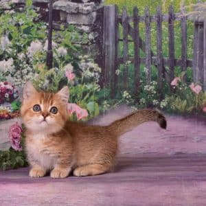 Munchkin Cat Sale