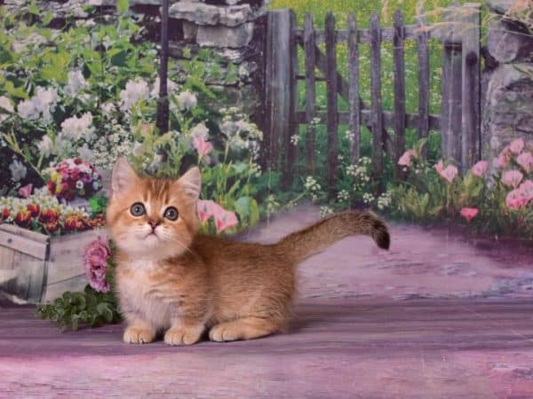 Munchkin Cat Sale