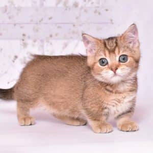 Munchkin Kitten for Sale Near Me