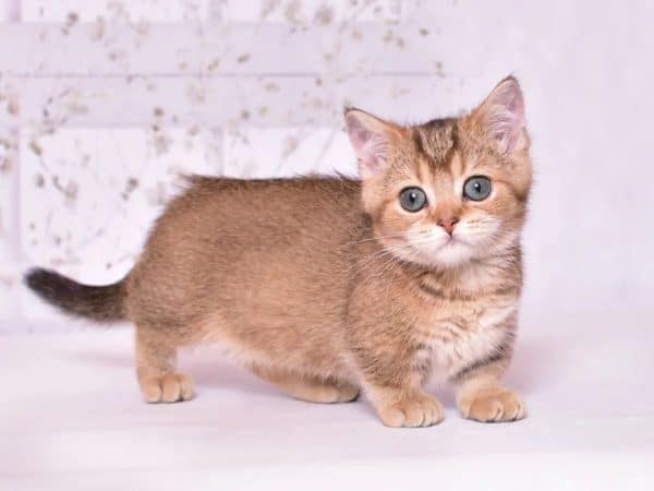 Munchkin Kitten for Sale Near Me