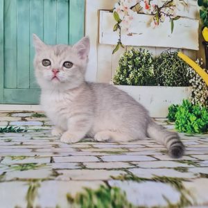Miniature cats best sale for adoption
