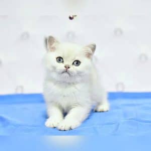 Munchkin Cat Near me