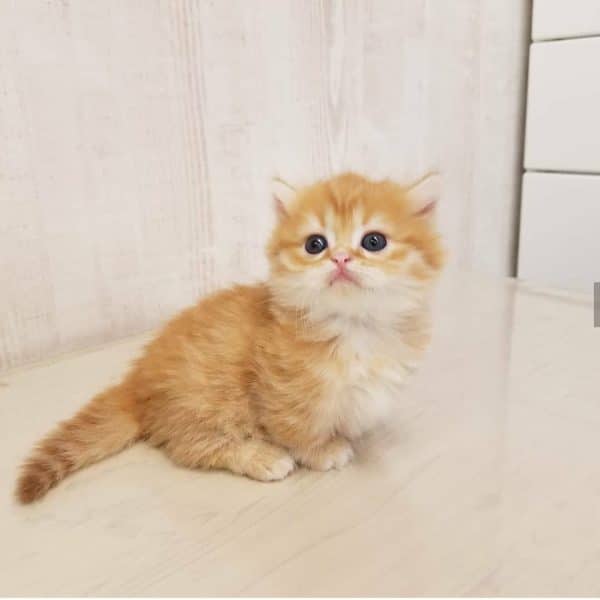 Miniature Cats for Sale