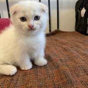 Munchkin kitten for sale