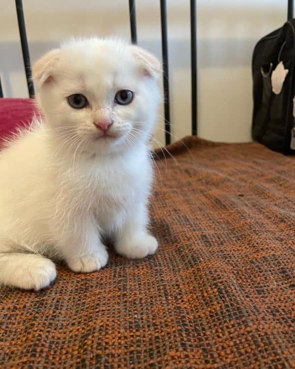 Munchkin kitten for sale